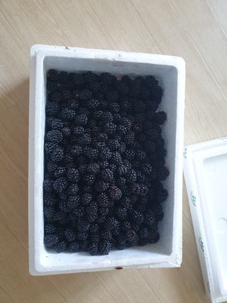 이홍규님의 사과 · 영농일지 작성글 사진