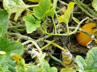 성이네님의 기타작물 · 병해충상담 작성글 사진