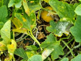 성이네님의 기타작물 · 병해충상담 작성글 사진