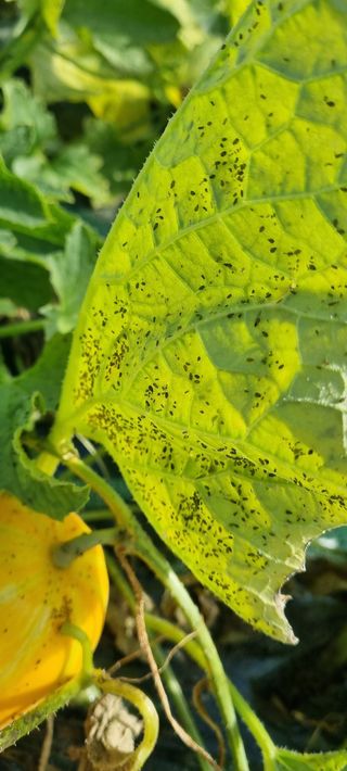 성이네님의 기타작물 · 병해충상담 작성글 사진