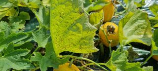 성이네님의 기타작물 · 병해충상담 작성글 사진