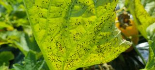 성이네님의 기타작물 · 병해충상담 작성글 사진