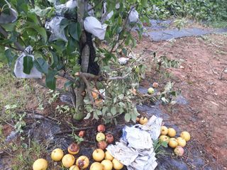 소각섭님의 배 · 자연재해•동물피해 작성글 사진