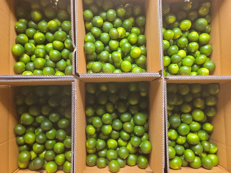 장터 상품 [서귀포 풋귤(청귤) 판매합니다] 썸네일