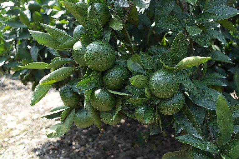 김경철님의 장터 판매 상품 [서귀포 풋귤(청귤) 판매합니다] 첨부 사진