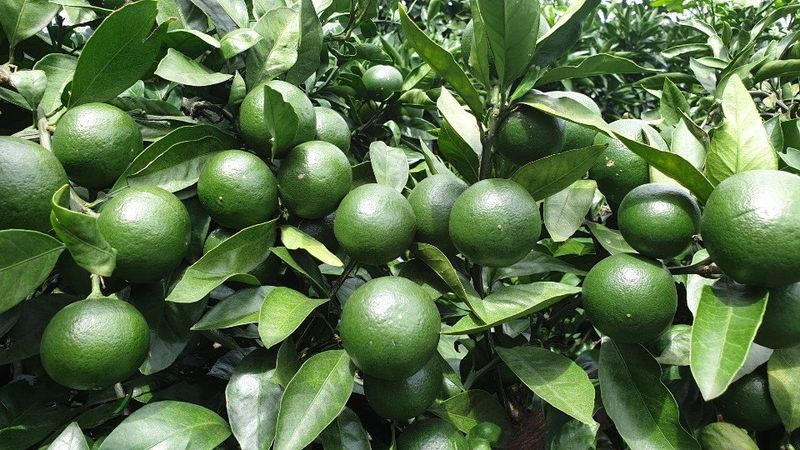 김경철님의 장터 판매 상품 [서귀포 풋귤(청귤) 판매합니다] 첨부 사진