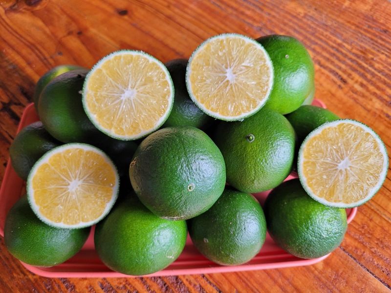 김경철님의 장터 판매 상품 [서귀포 풋귤(청귤) 판매합니다] 첨부 사진