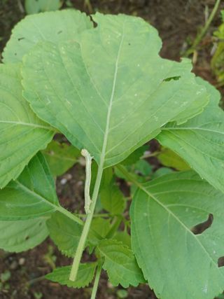 알 수 없음님의 자유주제 · 자유게시판 작성글 사진