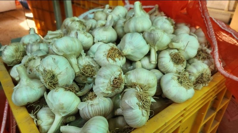 장터 상품 [홍산마늘 1대종 종자] 썸네일