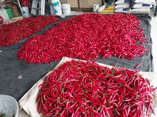 최남옥님의 고추 · 일상 작성글 사진