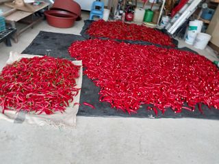 최남옥님의 고추 · 일상 작성글 사진