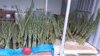 송석봉님의 참깨 · 자유게시판 작성글 사진