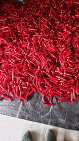 팜모닝 고추·수확 게시글 이미지