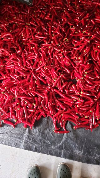 임곡농장김향중님의 고추 · 수확 작성글 사진