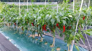 임곡농장김향중님의 고추 · 수확 작성글 사진