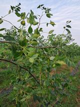 팜모닝 기타작물·병해충상담 게시글 이미지