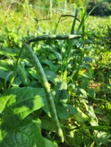 팜모닝 콩·자유게시판 게시글 이미지