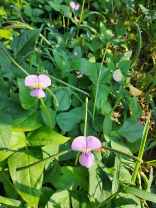 까미네님의 콩 · 자유게시판 작성글 사진