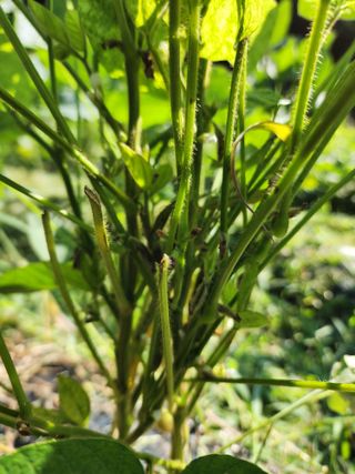 까미네님의 콩 · 자유게시판 작성글 사진