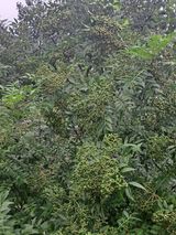 팜모닝 양배추·자유게시판 게시글 이미지