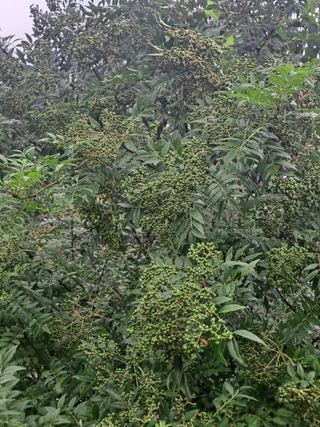 백작약님의 양배추 · 자유게시판 작성글 사진