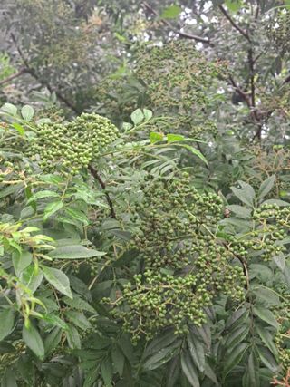 백작약님의 양배추 · 자유게시판 작성글 사진