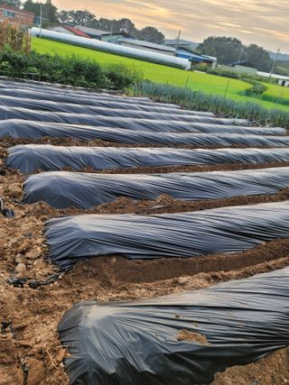남궁. 정님의 배추 · 일상 작성글 사진