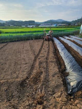 남궁. 정님의 배추 · 일상 작성글 사진