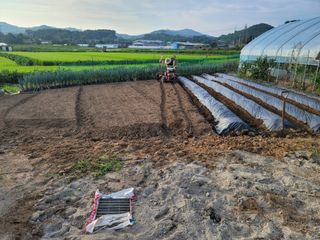 남궁. 정님의 배추 · 일상 작성글 사진