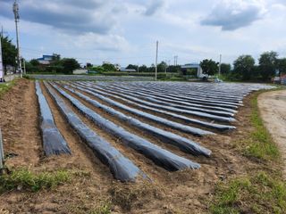 손정아님의 배추 · 토양준비 작성글 사진