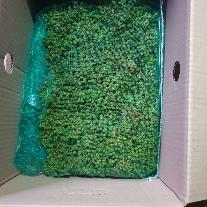 장터 상품 [2023년산 햇 초피(제피,젠피)열매] 썸네일