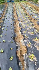 팜모닝 배추·파종•정식 게시글 이미지