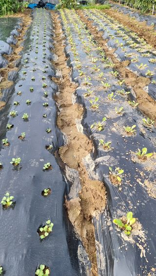 권병성님의 배추 · 파종•정식 작성글 사진