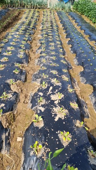 권병성님의 배추 · 파종•정식 작성글 사진