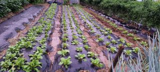 권병성님의 배추 · 파종•정식 작성글 사진