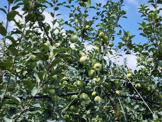 알 수 없음님의 사과 · 일상 작성글 사진