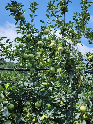 알 수 없음님의 사과 · 일상 작성글 사진