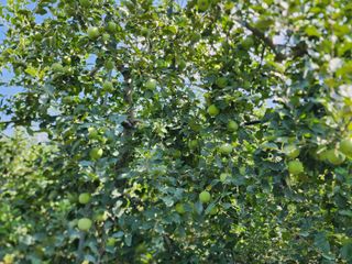 알 수 없음님의 사과 · 일상 작성글 사진