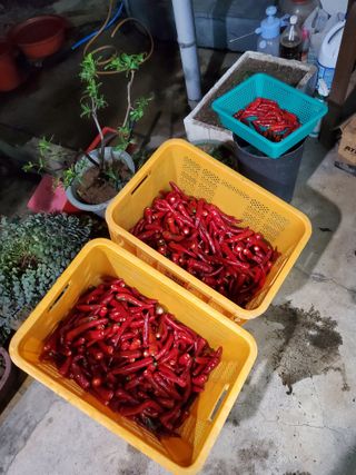 김윤철님의 기타작물 · 자유게시판 작성글 사진