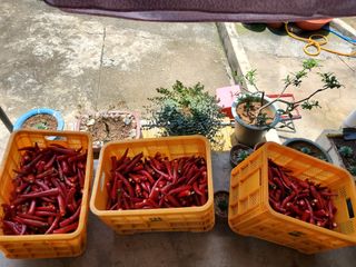 김윤철님의 기타작물 · 자유게시판 작성글 사진