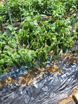 팜모닝 고추·병해충상담 게시글 이미지