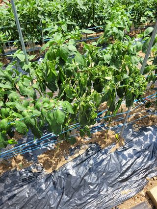 초일동 님의 고추 · 병해충상담 작성글 사진