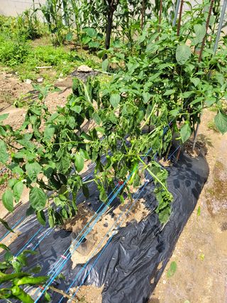 초일동 님의 고추 · 병해충상담 작성글 사진