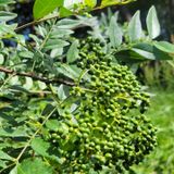 팜모닝 기타작물·자유게시판 게시글 이미지