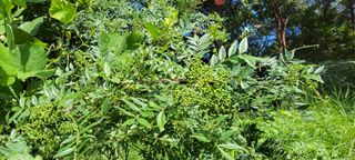 이현주(숲속의농원)님의 기타작물 · 자유게시판 작성글 사진