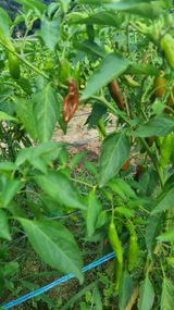 팜모닝 고추·병해충상담 게시글 이미지