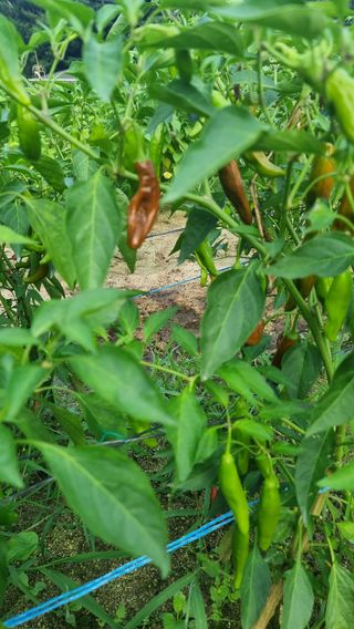 국흥호님의 고추 · 병해충상담 작성글 사진