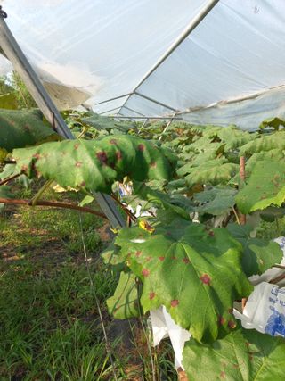 김재호님의 포도 · 병해충상담 작성글 사진