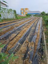 팜모닝 자두·영농일지 게시글 이미지