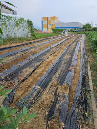 조종문님의 자두 · 영농일지 작성글 사진